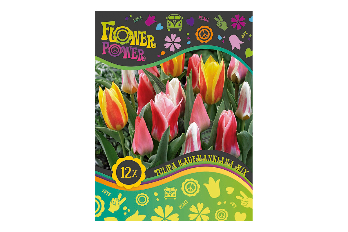 Flover Power Tulipa Kaufmanniana mix 8/1 