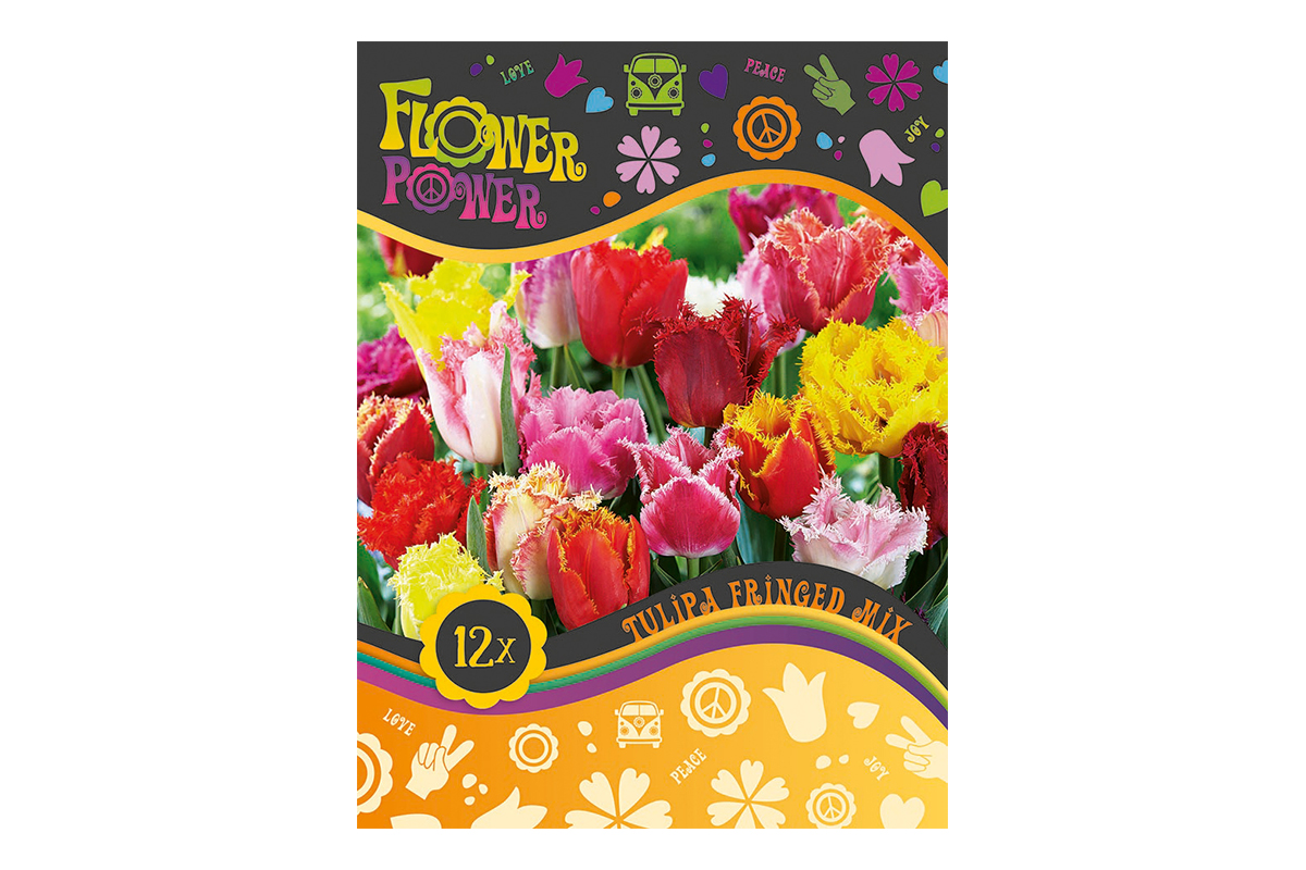 Flover Power Tulipa Fringed mix 8/1 