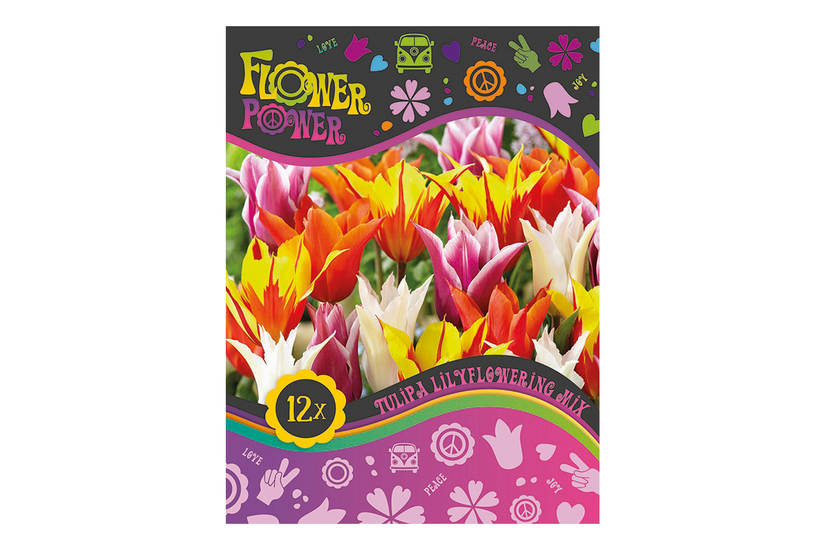 Flover Power Tulipa Lilyflowering mix 8/1 