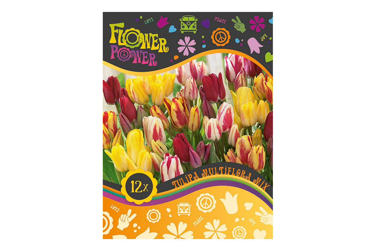 Flover Power Tulipa Multiflora mix 8/1 