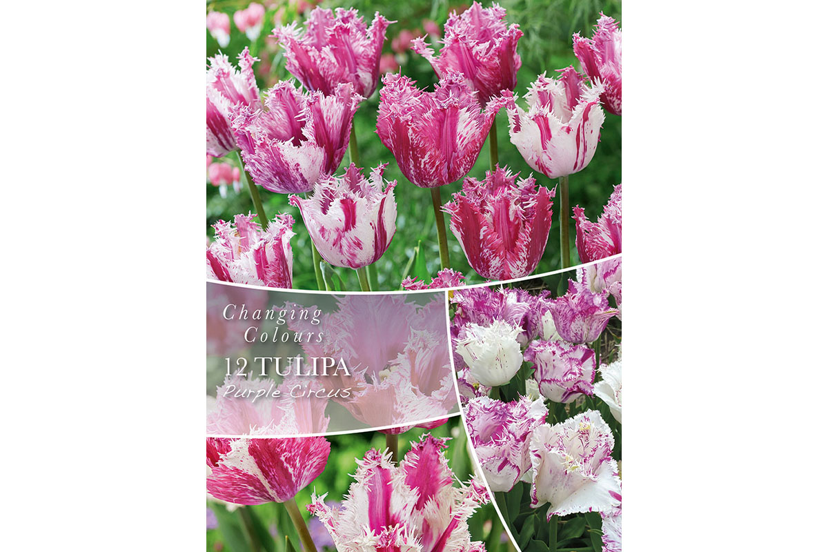 Changing Colors Tulipa Purple Circus 8/1 