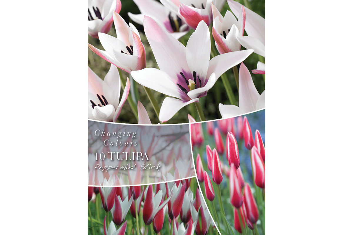 Changing Colors Tulipa Peppermint Stick 10/1 