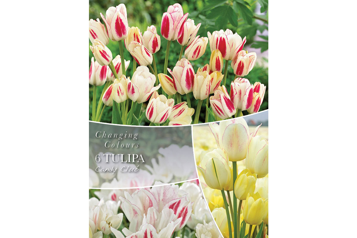 Changing Colors Tulipa Candy Club 6/1 