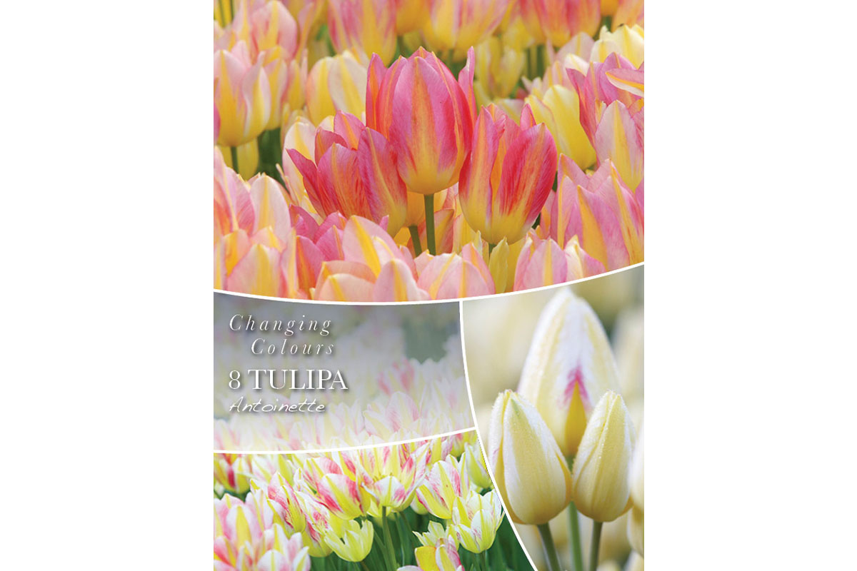 Changing Colors Tulipa Antoinette 8/1 