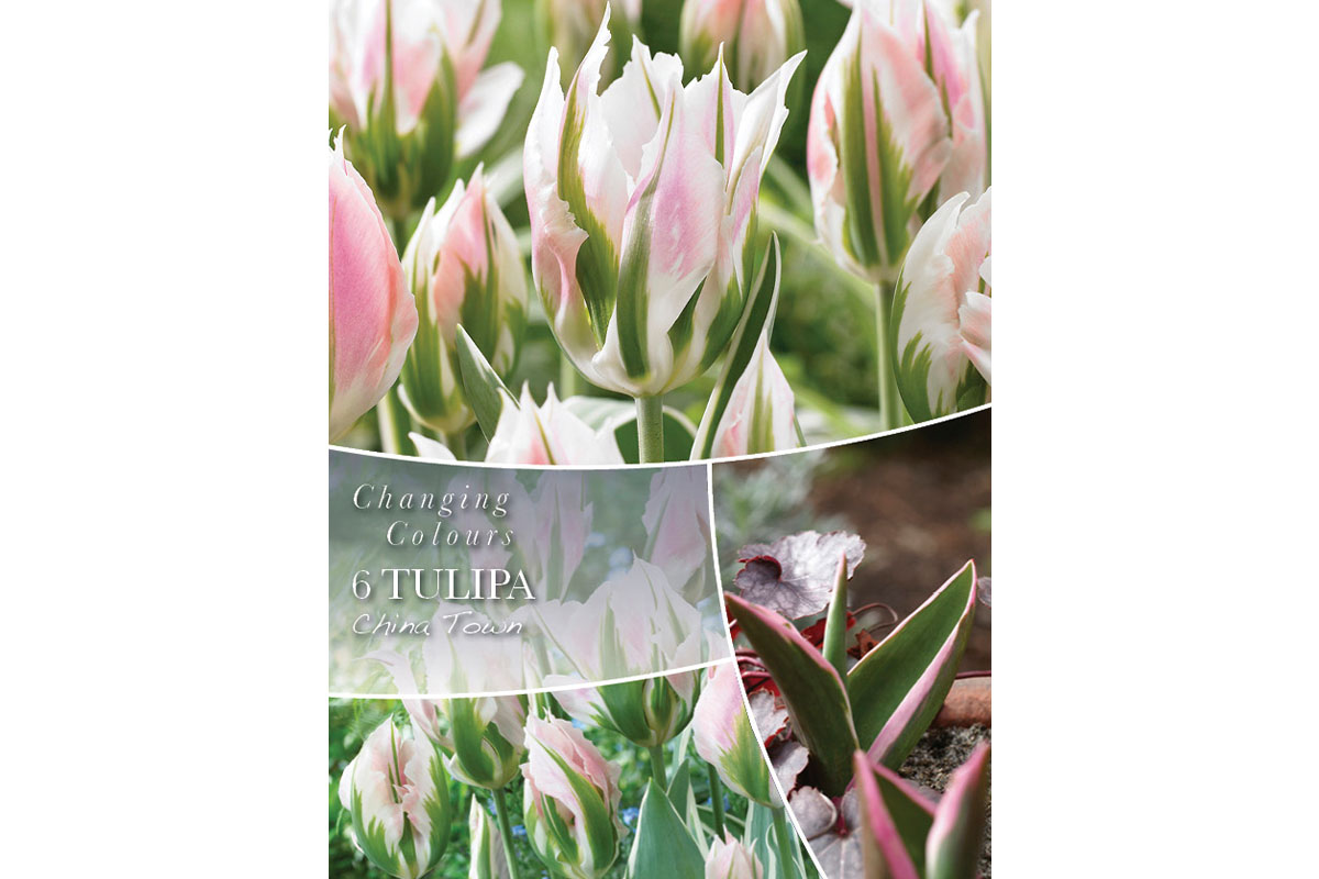 Changing Colors Tulipa China Town 6/1 