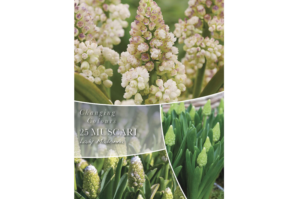 Changing Colors Muscari Lady Madonna 25/1 