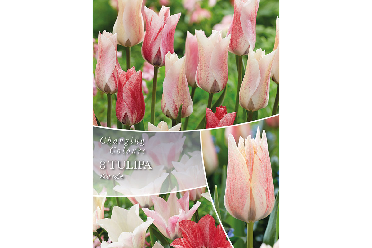 Changing Colors Tulipa Karate 6/1 