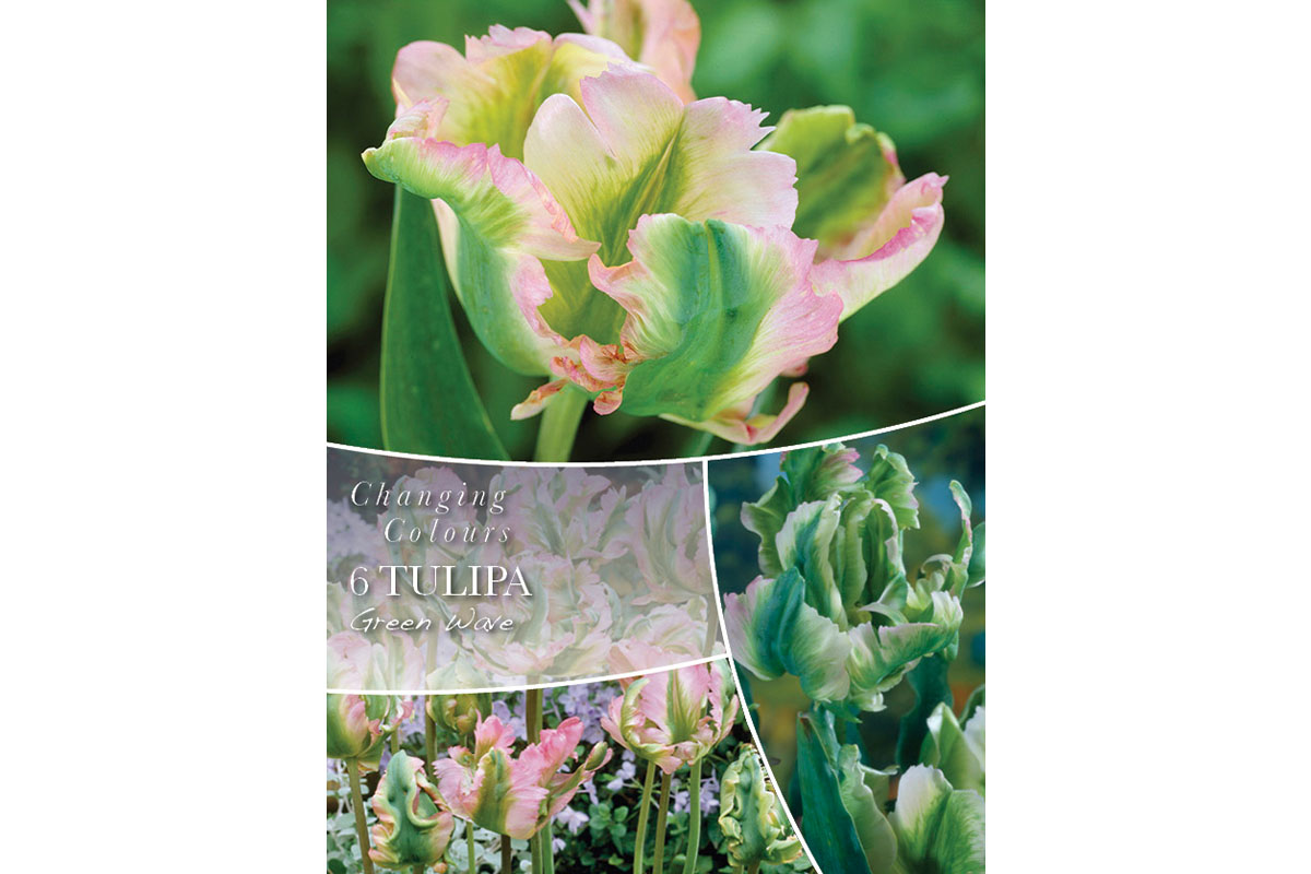 Changing Colors Tulipa Greenwave 6/1 