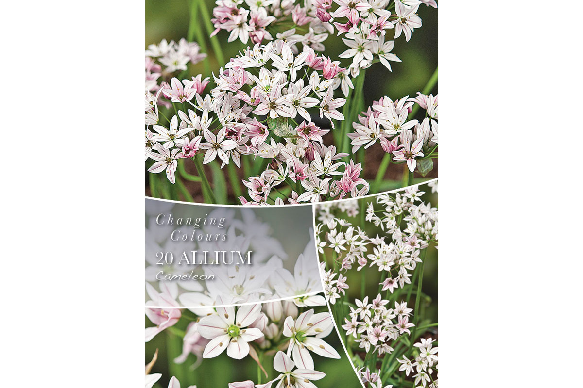 Changing Colors Allium Cameleon 20/1 