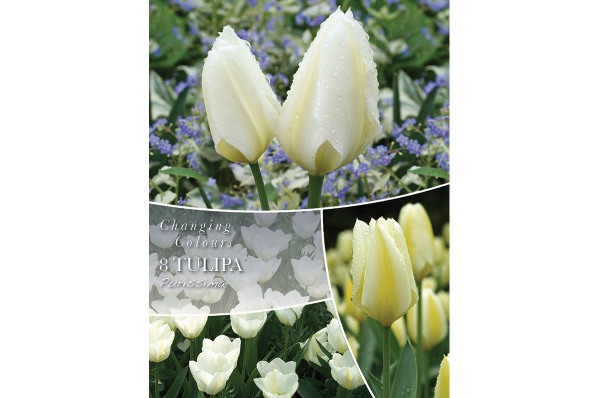 Changing Colors Tulipa Purissima 8/1 