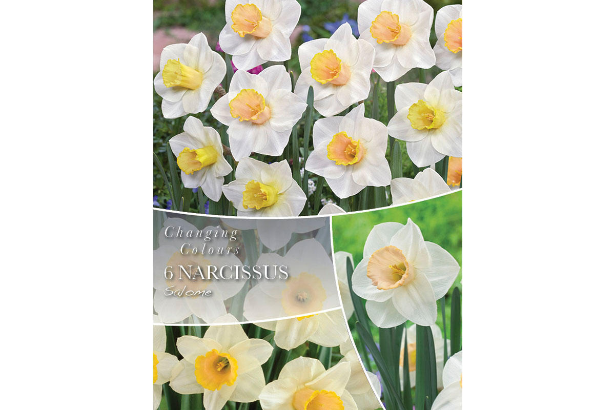 Changing Colors Narcissus Salome 6/1 