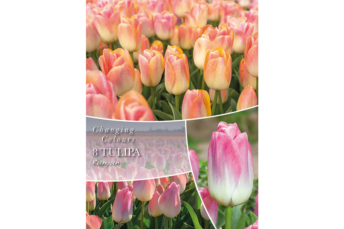 Changing Colors Tulipa Kunyun 6/1 