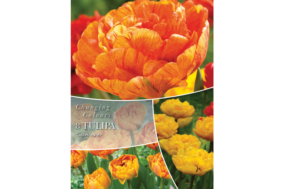 Changing Colors Tulipa Sunlover 8/1 