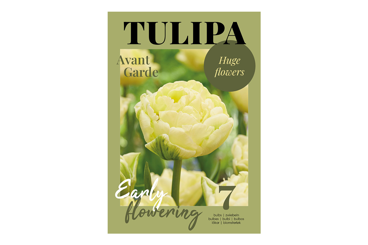 Glossy Tulipa Avant Garde 7/1 