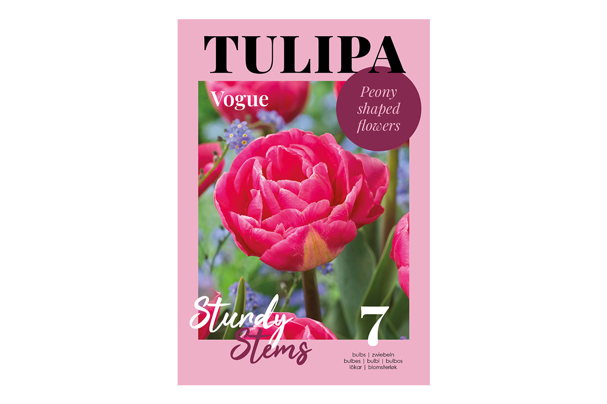 GlossyTulipa Voque 7/1 