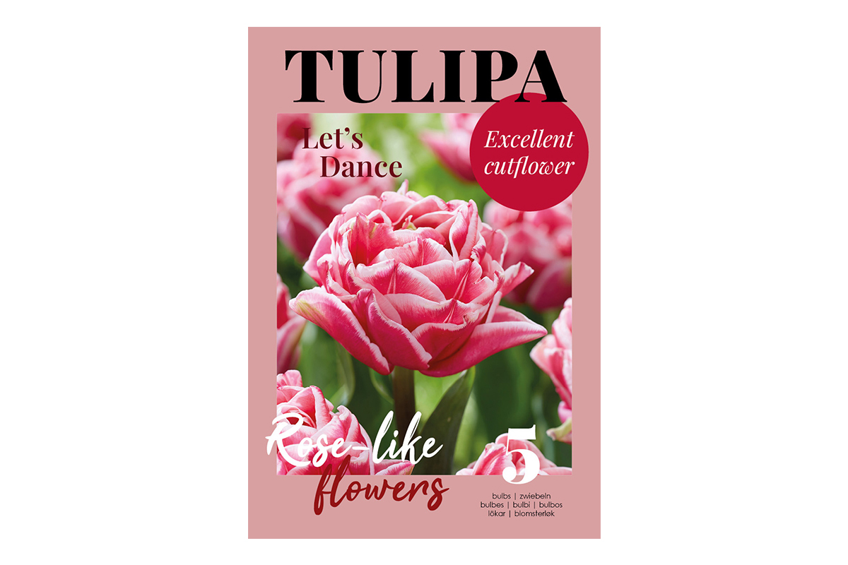 Glossy Tulipa Let