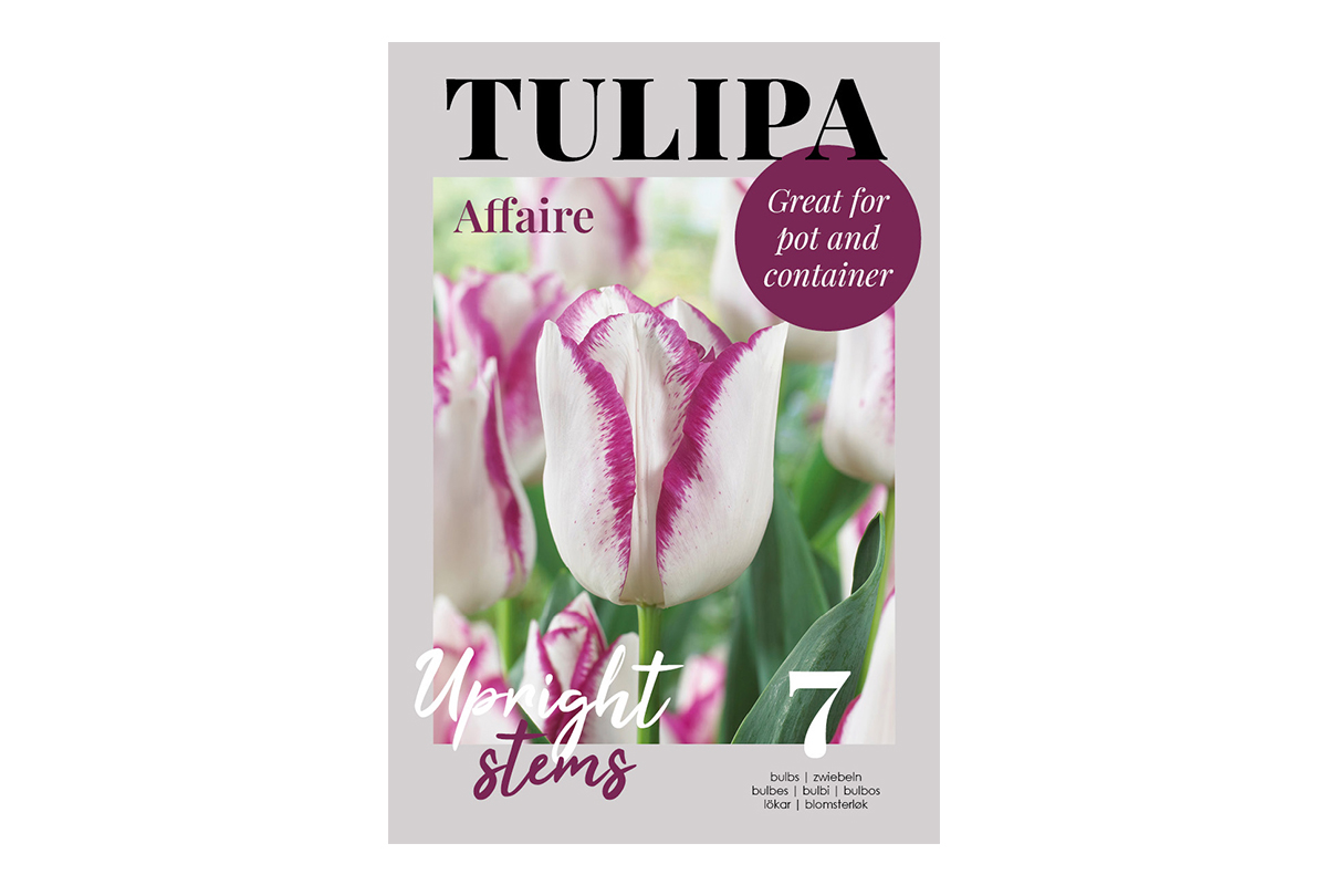 Glossy Tulipa Affaire 7/1 