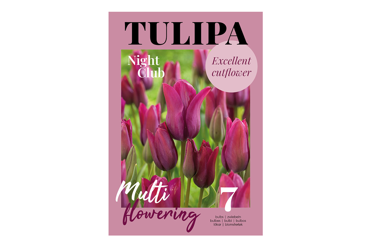 Glossy Tulipa Night Club 7/1 