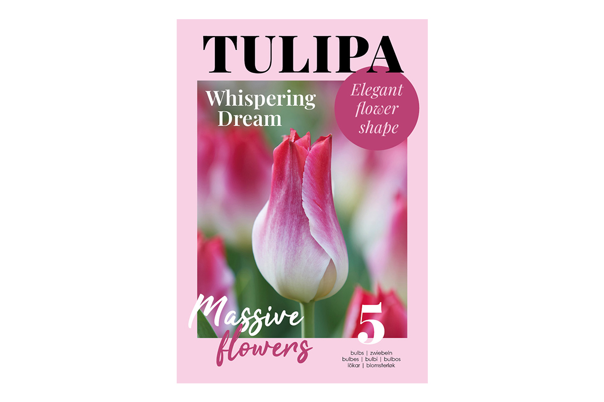 Glossy Tulipa Whispering Dream 5/1 