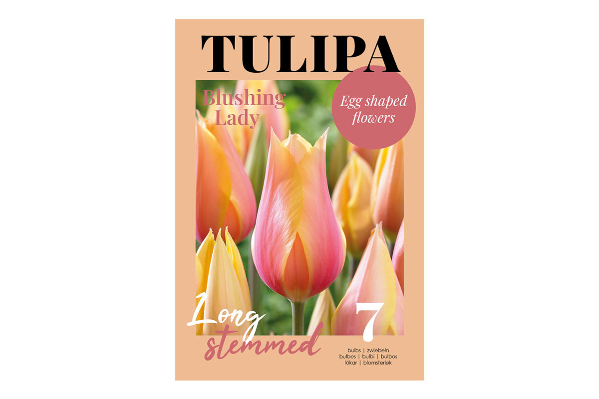 Glossy Tulipa Blushing Lady 7/1 
