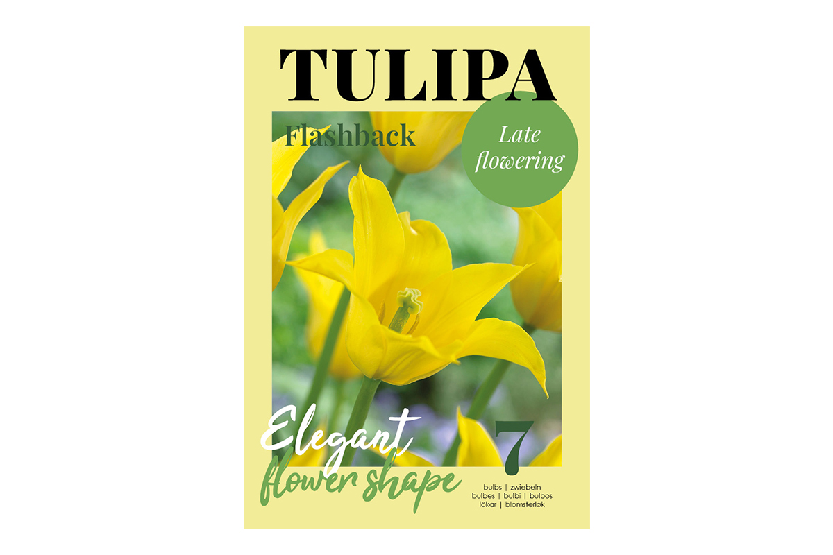 Glossy Tulipa Flashback 7/1 