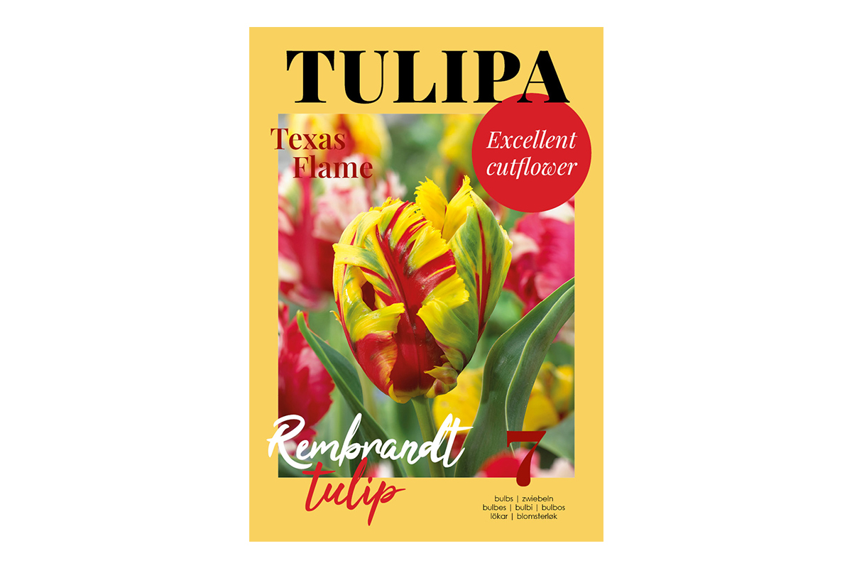 Glossy Tulipa Texas Flame 7/1 