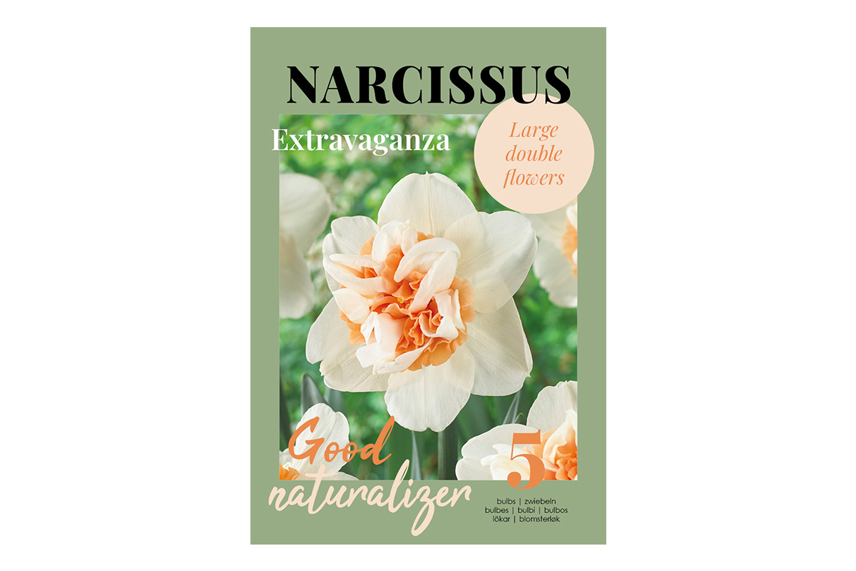 Glossy Narcissus Extravaganza 5/1 