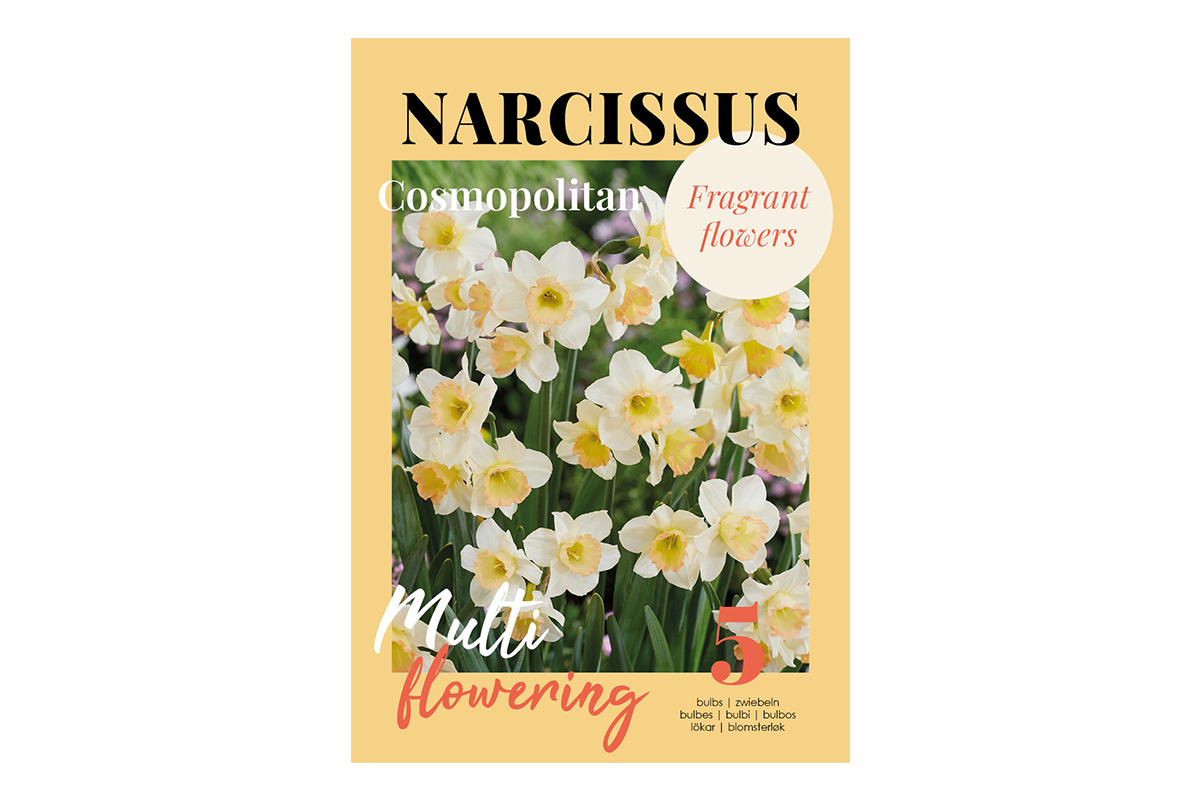 Glossy Narcissus Cosmopolitan 5/1 