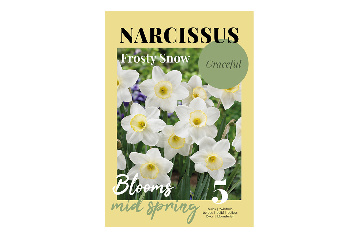 Glossy Narcissus Frosty Snow 5/1 