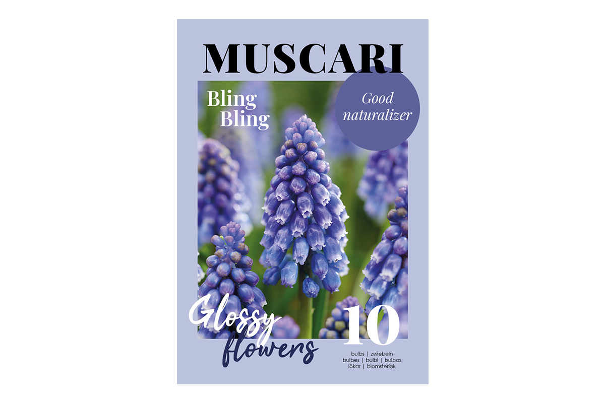 Glossy Muscari  Bling Bling 10/1 