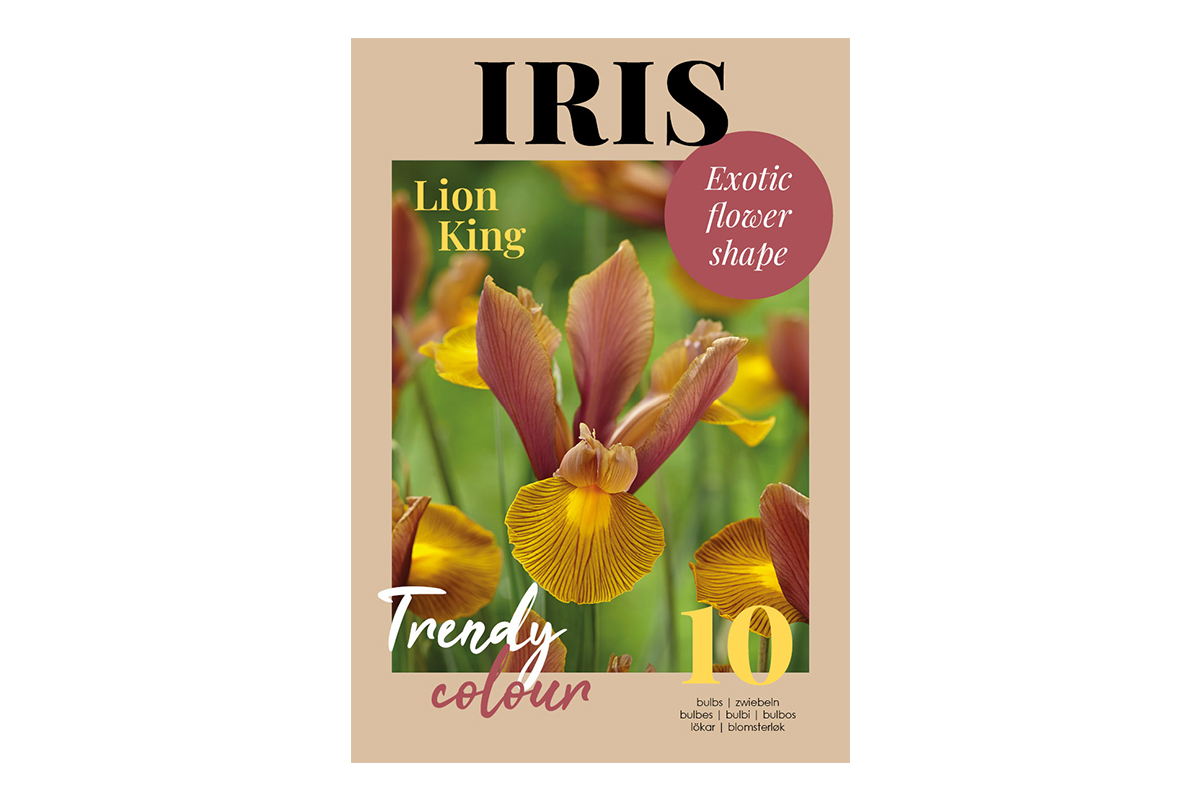 Glossy Iris Lion King 10/1 