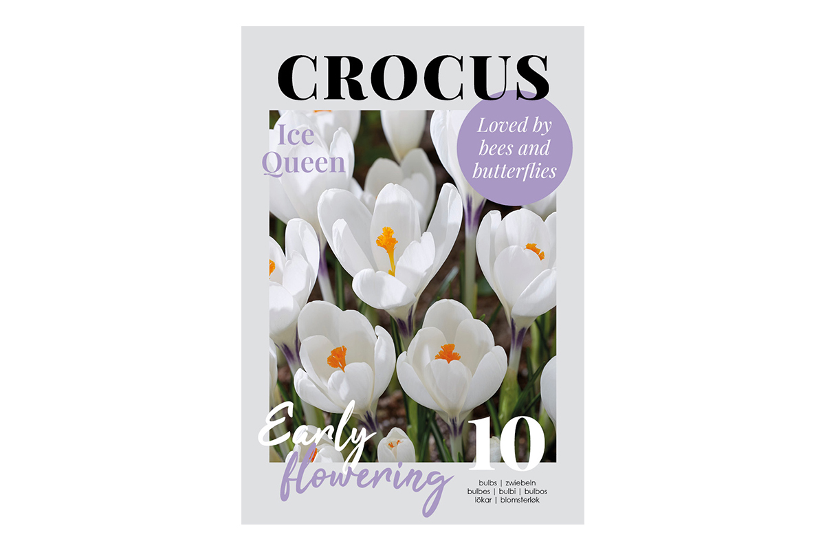 Glossy Crocus Ice Queen 10/1 