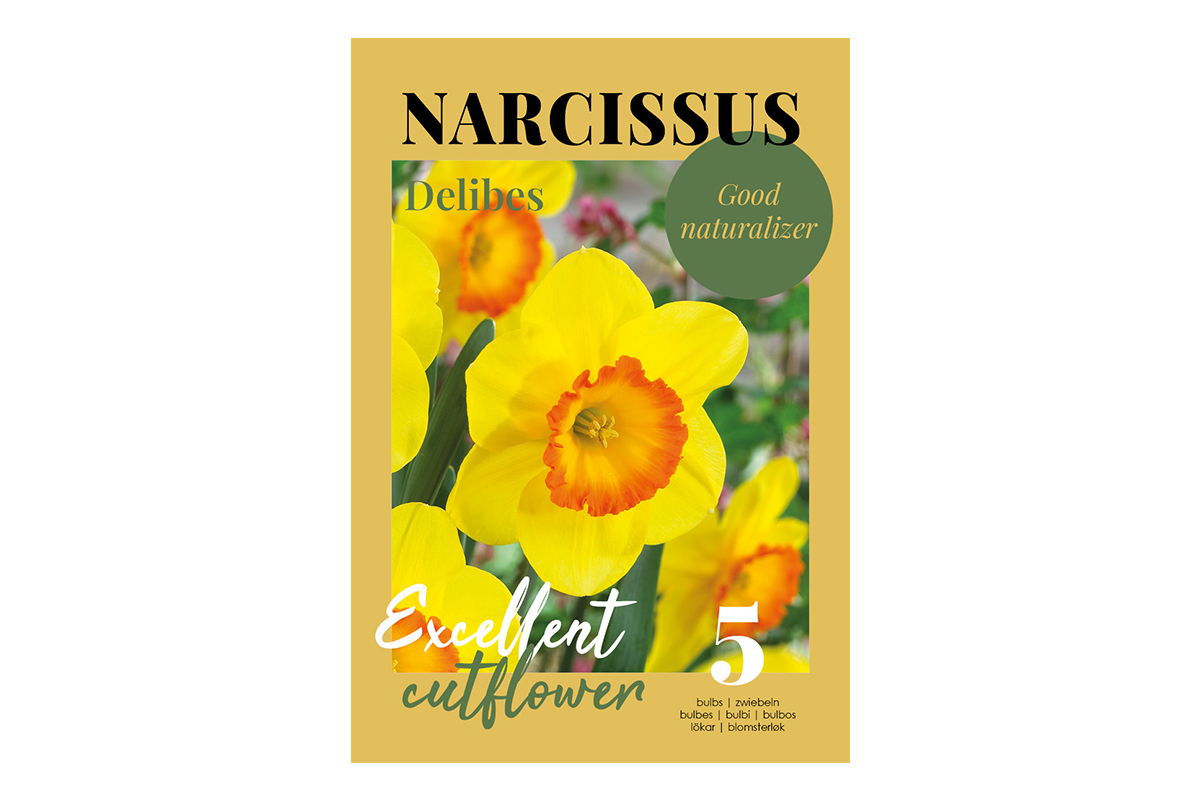 Glossy Narcissus Delibes 5/1 
