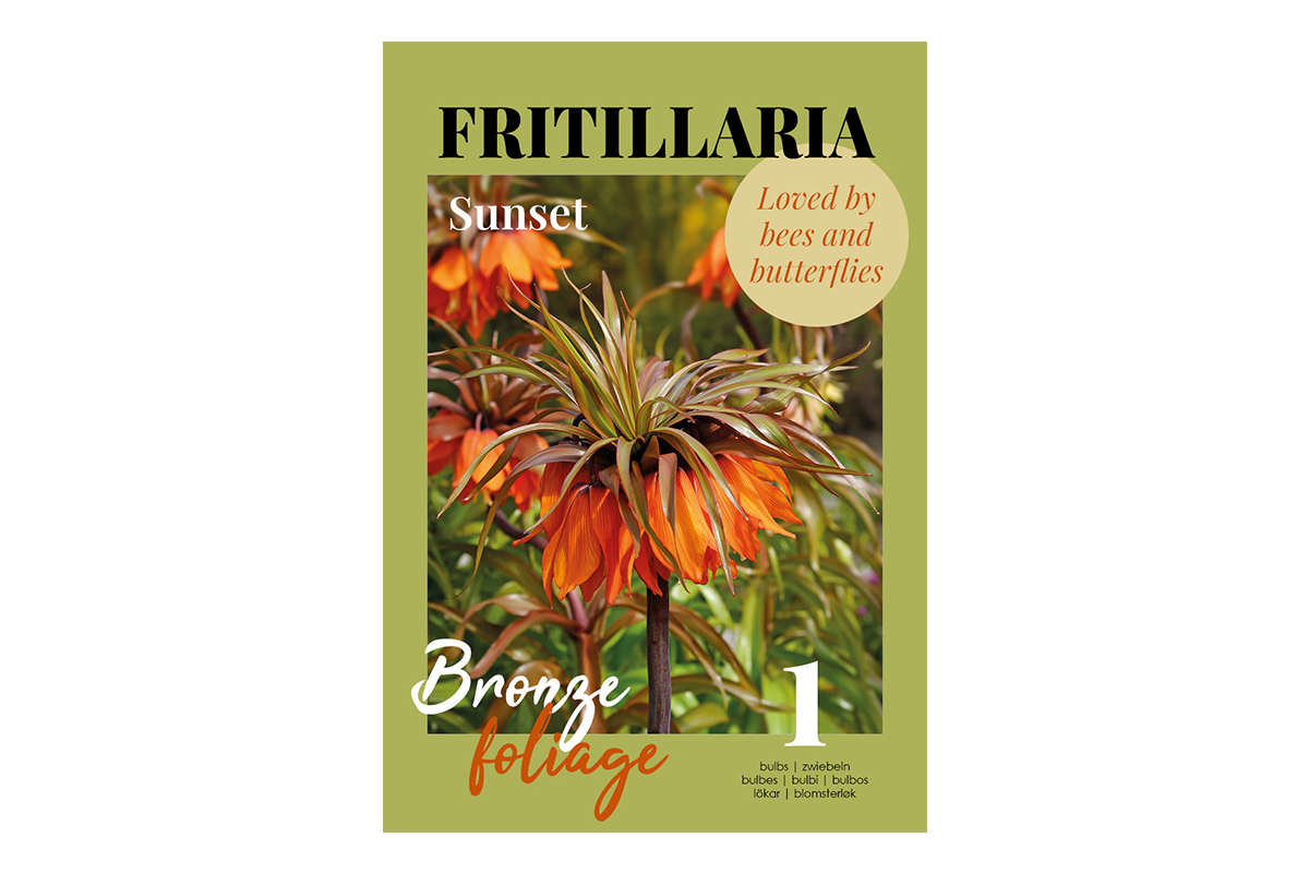 Glossy Fritillaria Sunset 1/1 