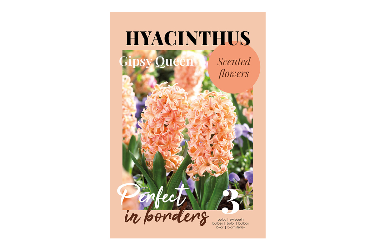 Glossy Hyacinthus Gipsy Queen 3/1 