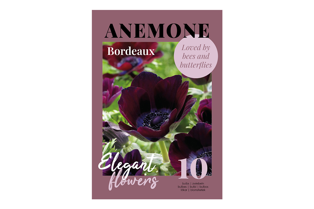 Glossy Anemone Bordeaux 10/1 