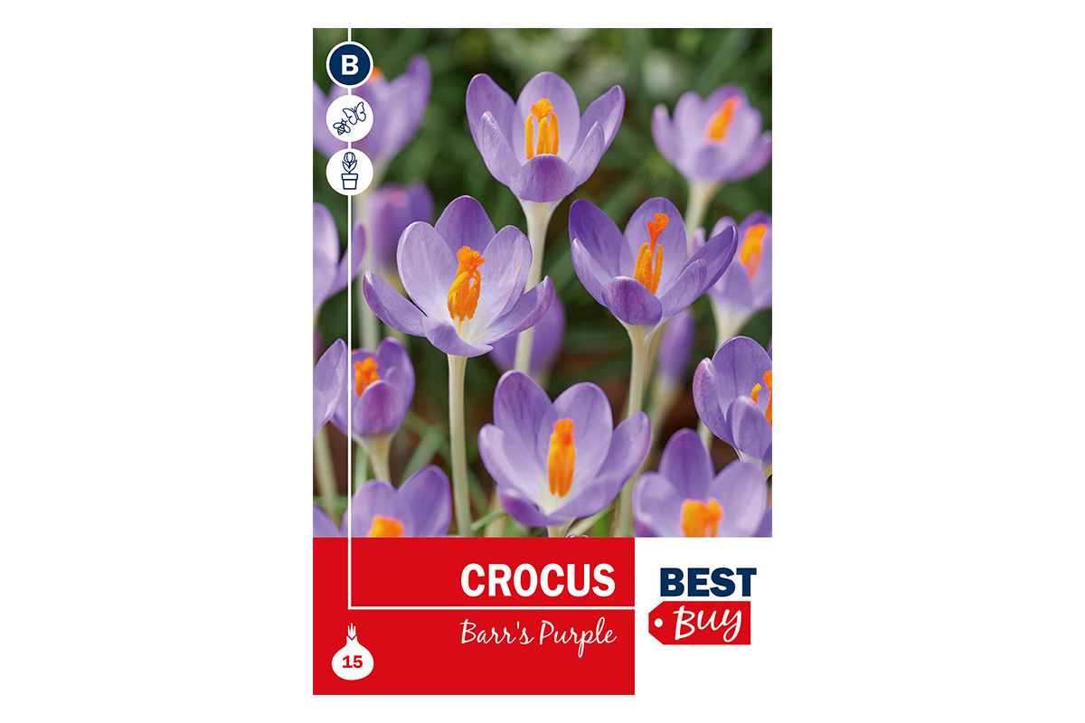 Super Best  Buy Crocus Barr