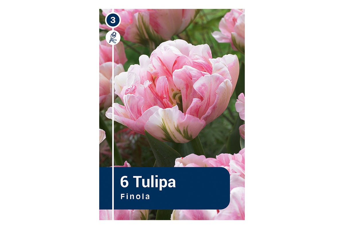 Master Tulipa Finola 6/1 