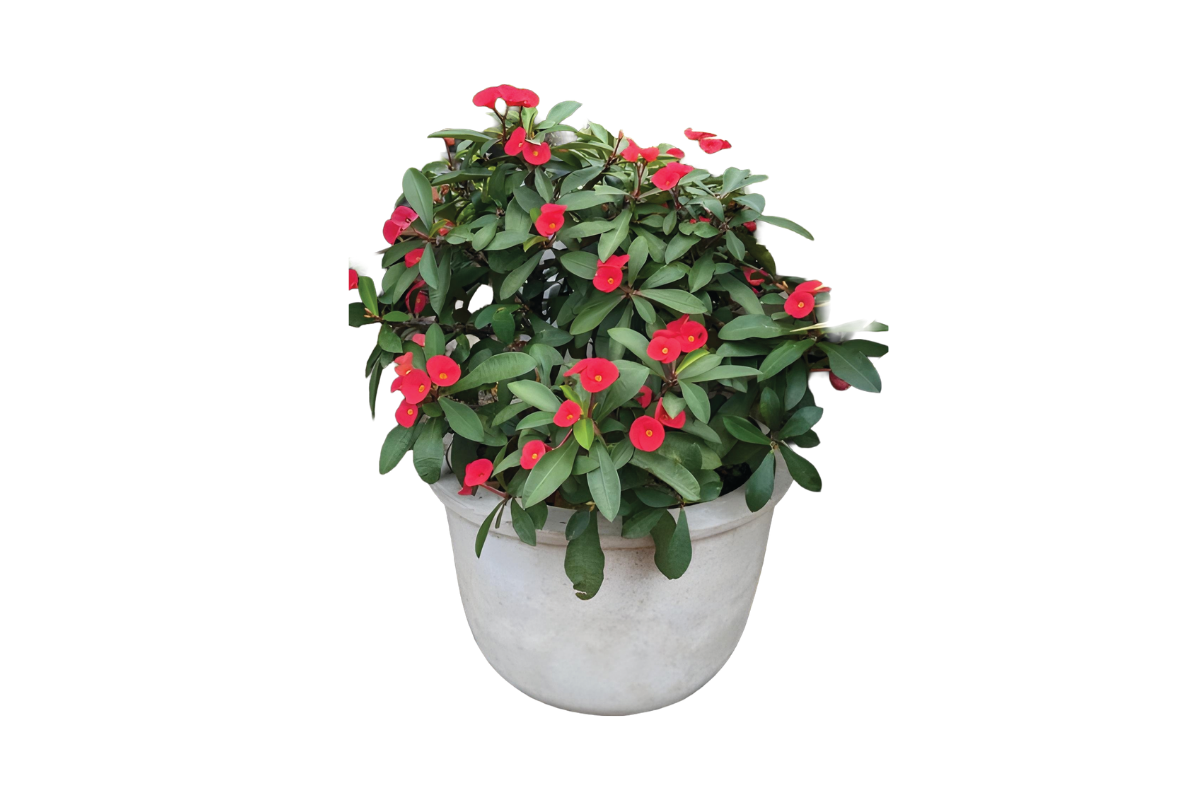 EUPHORBIA MILII (Euphorbia milii 