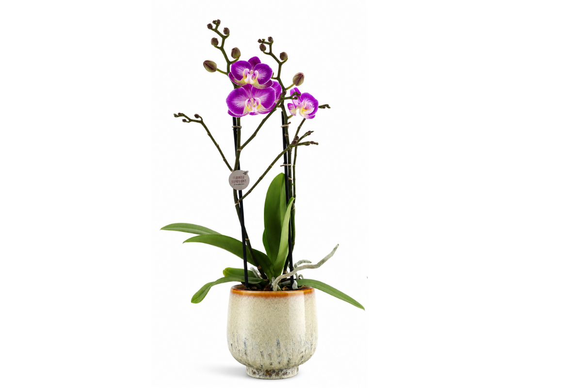 ORHIDEJA PHALAENOPSIS (Phalaenopsis sp. 