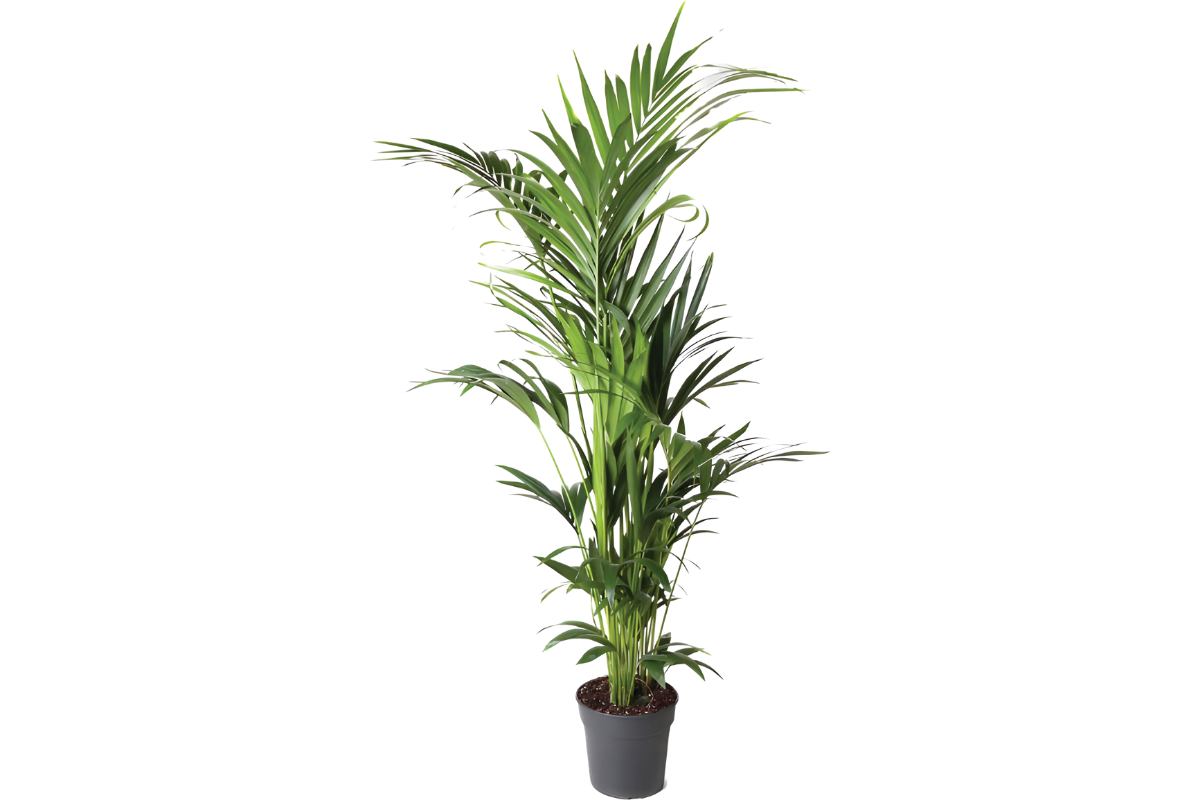 PALMA KENTIJA (Howea forsteriana, Air So Pure), P24H120 