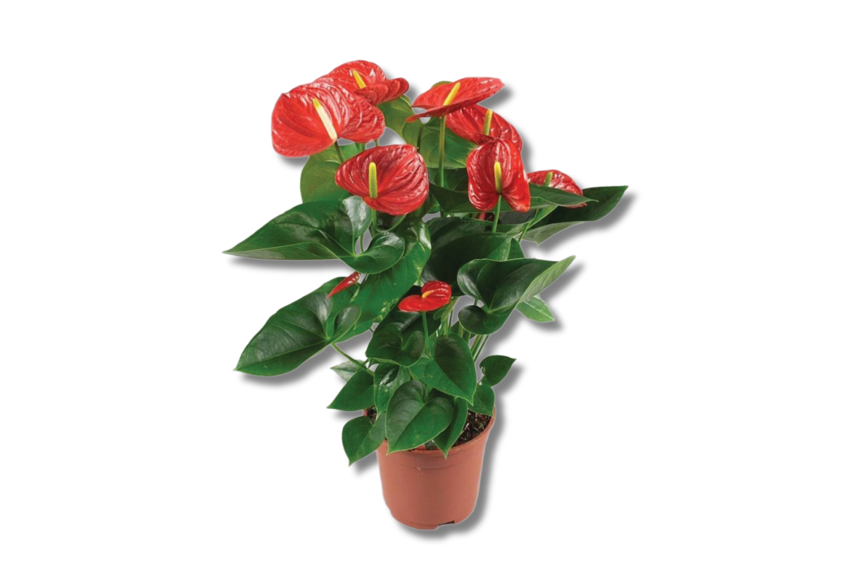 FLAMINGOVEC (Anthurium andraeanum 