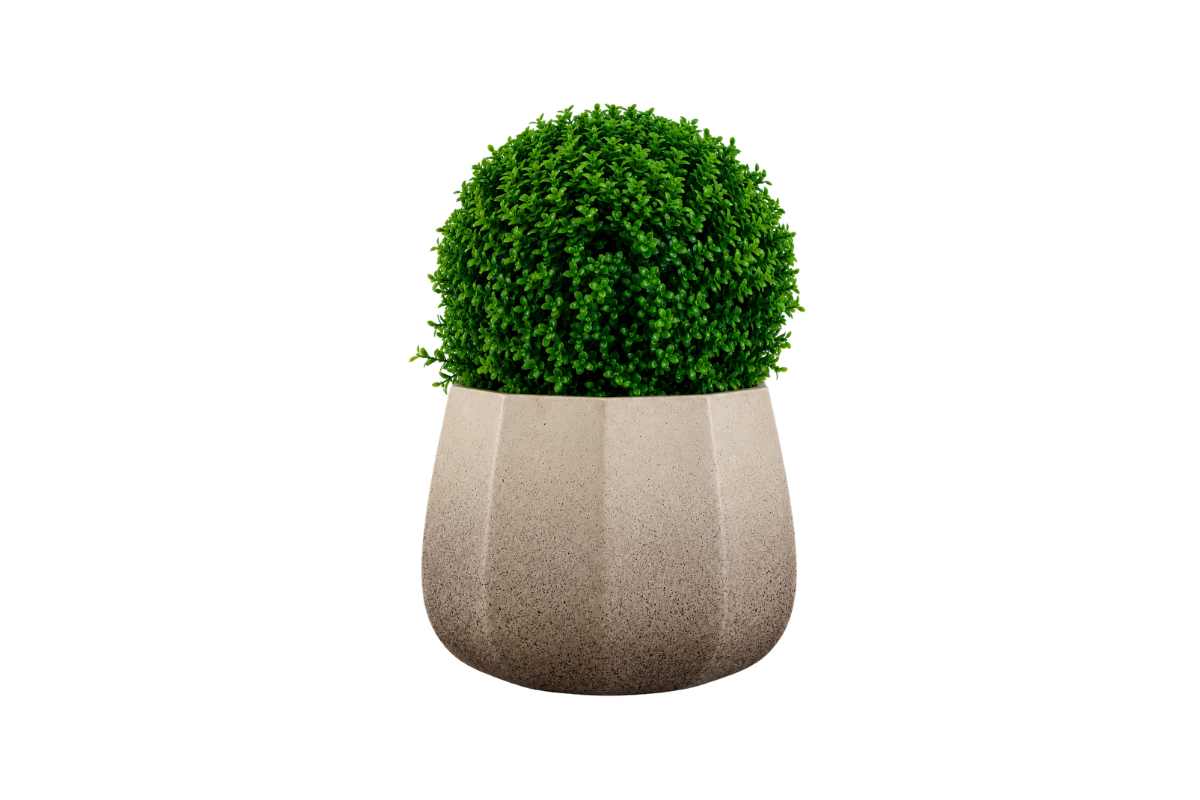 BODIKA, JAPONSKA (Ilex crenata 