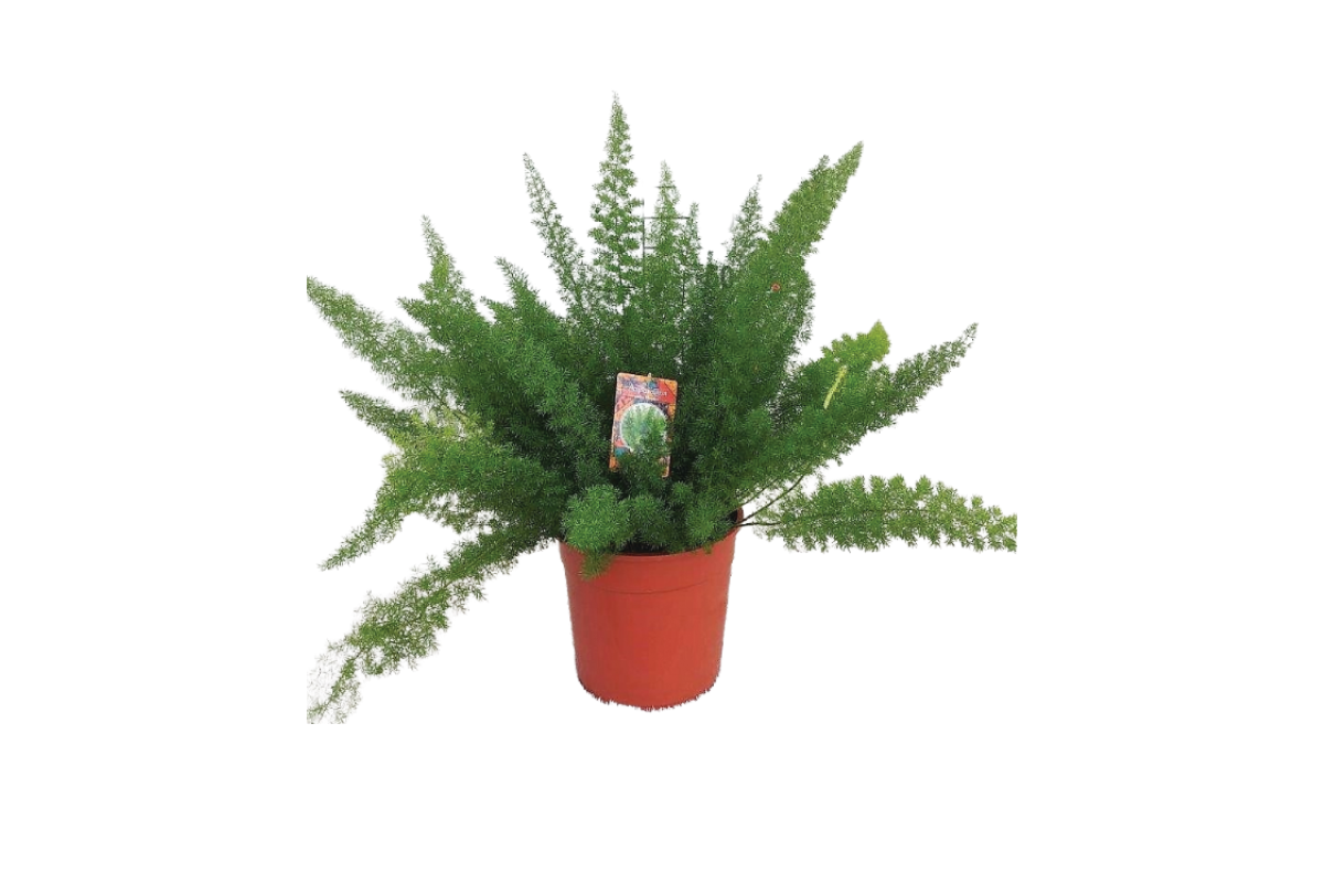 ASPARAGUS ( Asparagus densiflorus 