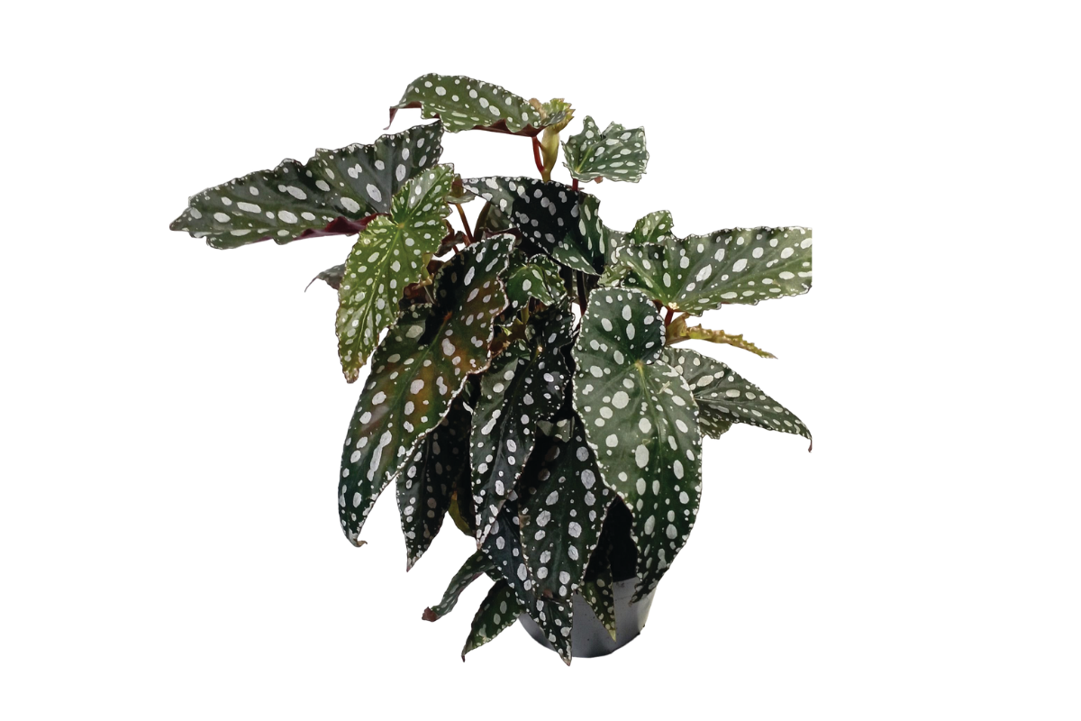 BEGONIJA (Begonia sp 