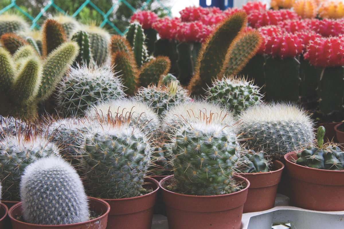 KAKTUS, V KERAMIČNEM LONČKU, MIX, P14H20 