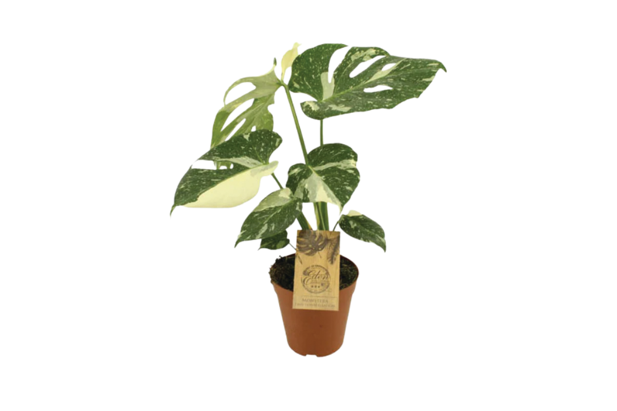 MONSTERA (Monstera deliciosa 