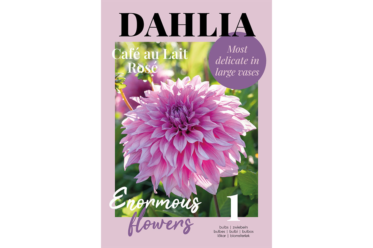 Glossy Dahlia Café au Lait Rosé 
