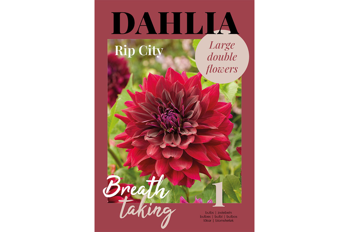 Glossy Dahlia Rip City 