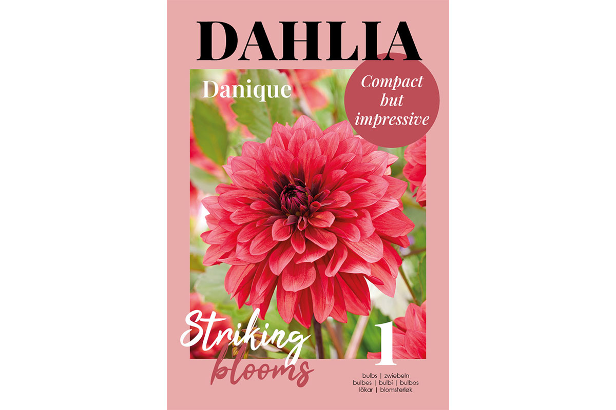 Glossy Dahlia Danique 